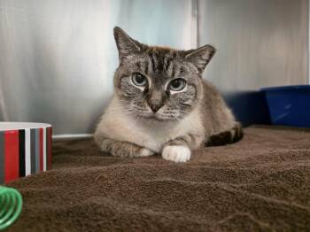 Siamese Cats Available for Adoption in Umatilla, Florida - Trevis | PetCurious