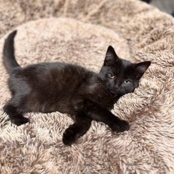 Hockey -  Domestic Short Hair Cat Available for Adoption in Delaware, Ohio - Hockey | PetCurious