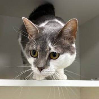 Domestic Short Hair Cats Available for Adoption - Ping Pong | PetCurious