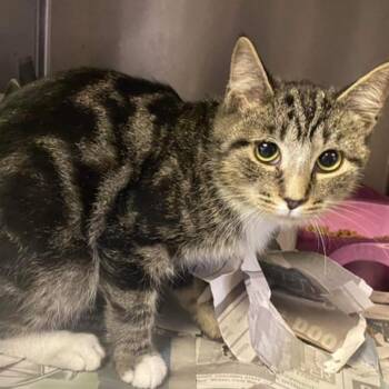 Bobby -  Domestic Short Hair Cat for Adoption in Washington, District Of Columbia - Bobby | PetCurious