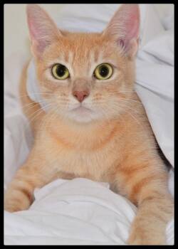 Winter A061272 -  Domestic Short Hair Cat for Adoption in San Andreas, California - Winter A061272 | PetCurious