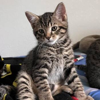 Bran -  Domestic Short Hair Cat for Adoption in Port Charlotte, Florida - Bran | PetCurious