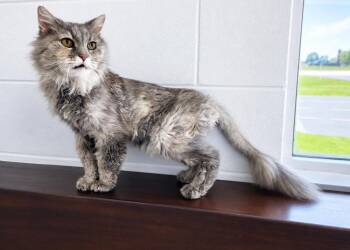 Tiffany -  Domestic Long Hair Cat Available for Adoption in Homer Glen, Illinois - Tiffany | PetCurious