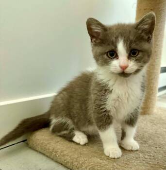 Ciboulette -  Domestic Short Hair Cat for Adoption in Wakefield, Quebec - Ciboulette | PetCurious