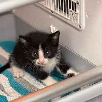 Jar Jar Binks -  Domestic Short Hair Cat for Adoption in Pauls Valley, Oklahoma - Jar Jar Binks | PetCurious