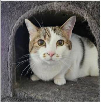 Daisy -  Domestic Short Hair Cat Available for Adoption in Greenfield, Indiana - Daisy | PetCurious