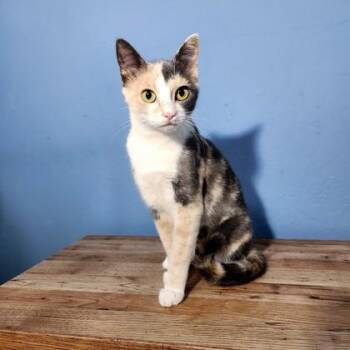 Taffy -  Domestic Short Hair Cat for Adoption in Edmond, Oklahoma - Taffy | PetCurious
