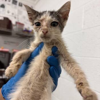 Gregory -  Domestic Short Hair Cat for Adoption in Edinburg, Texas - Gregory | PetCurious
