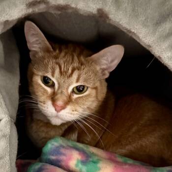 Rescue Domestic Short Hair Cats for Adoption in Saginaw, Michigan - Pumpkin | PetCurious