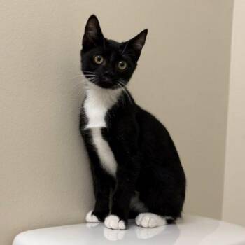 Tie -  Tuxedo and Domestic Short Hair Cat for Adoption in Knoxville, Tennessee - Tie | PetCurious