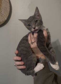 CHAI -  Domestic Short Hair Cat for Adoption in Hamilton Township, New Jersey - CHAI | PetCurious