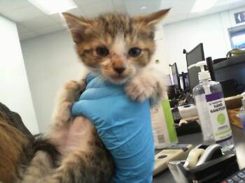 YELLOW -  Domestic Short Hair Cat for Adoption in Charlotte, North Carolina - YELLOW | PetCurious