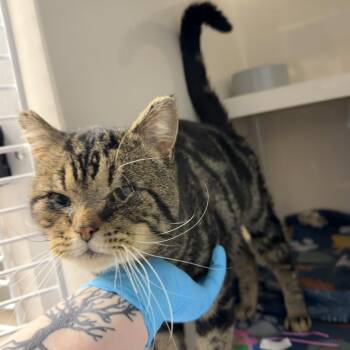 Domestic Short Hair Cats Available for Adoption in Watertown, New York - Maru | PetCurious