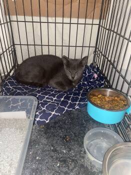 Skyler -  Domestic Short Hair and Russian Blue Cat for Adoption in Brownsville, Pennsylvania - Skyler | PetCurious