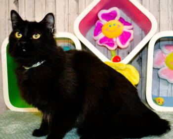 Domestic Long Hair Cats Available for Adoption in Roanoke, Texas - Jade | PetCurious