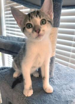 Cane -  Domestic Short Hair Cat for Adoption in Smithfield, North Carolina - Cane | PetCurious