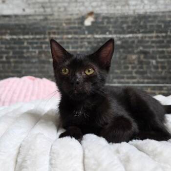 Libby -  Domestic Short Hair Cat for Adoption in New Orleans, Louisiana - Libby | PetCurious