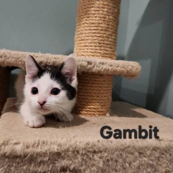Rescue Domestic Short Hair Cats for Adoption in Normal, Illinois - Gambit | PetCurious