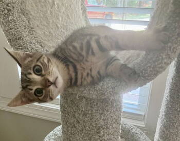 Rescue Tabby and Domestic Short Hair Cats for Adoption in Garner, North Carolina - Drax | PetCurious