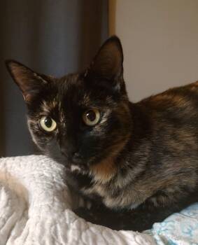 Rescue Domestic Short Hair Cats for Adoption in Beulaville, North Carolina - Veggie | PetCurious