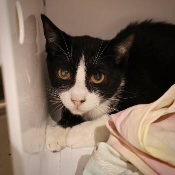 Rescue Domestic Short Hair Cats for Adoption in Briarcliff Manor, New York - Bix | PetCurious