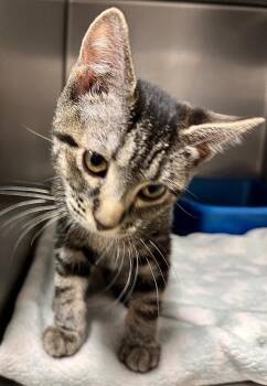 Wampus (Petsmart) -  Domestic Short Hair Cat for Adoption in Ocala, Florida - Wampus (Petsmart) | PetCurious