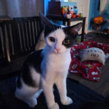 Rescue Domestic Short Hair Cats for Adoption in Murfreesboro, Tennessee - Cadence | PetCurious