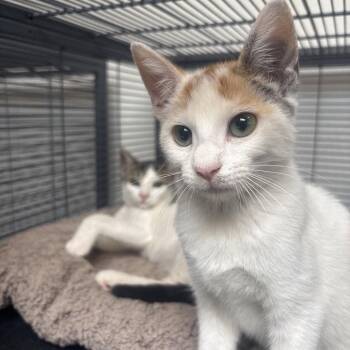 Pooter -  Domestic Short Hair Cat for Adoption in Dallas, Texas - Pooter | PetCurious