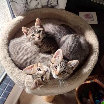 Franklin -  Domestic Short Hair Cat for Adoption in Woodinville, Washington - Franklin | PetCurious