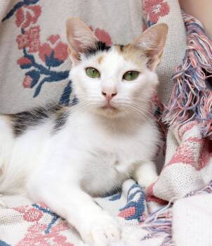 Rescue Domestic Short Hair Cats for Adoption in Tierra Verde, Florida - Han= | PetCurious