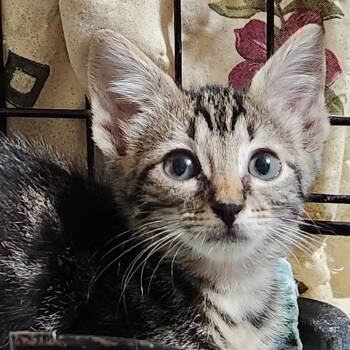Rescue Domestic Short Hair Cats for Adoption in Corsicana, Texas - Tuk K45606 | PetCurious
