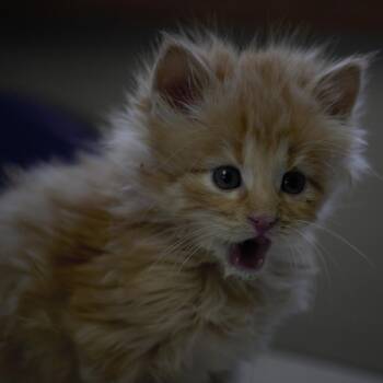 Domestic Long Hair Cats Available for Adoption in Milford, Iowa - Franklin | PetCurious
