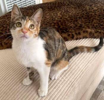 Domestic Short Hair and Calico Cats Available for Adoption - Hazel | PetCurious