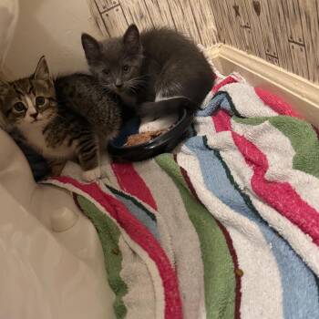 Frankie -Dewey Kitten 2 -  American Shorthair Cat for Adoption in Westport, Connecticut - Frankie -Dewey Kitten 2 | PetCurious