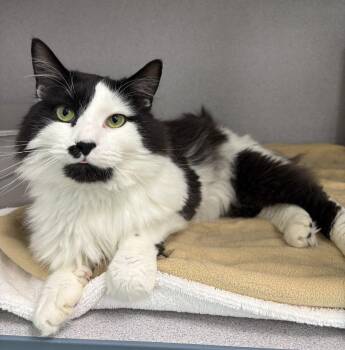 Badar -  Domestic Medium Hair Cat for Adoption in Raleigh, North Carolina - Badar | PetCurious