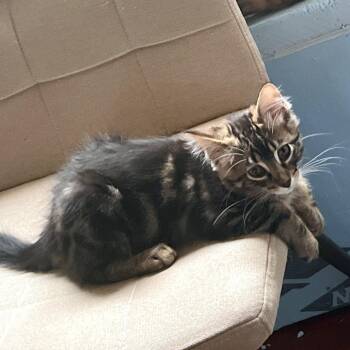 Yoda -  Domestic Short Hair Cat for Adoption in Woodinville, Washington - Yoda | PetCurious