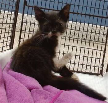 Domestic Short Hair Cats Available for Adoption in Doral, Florida - OPAL | PetCurious