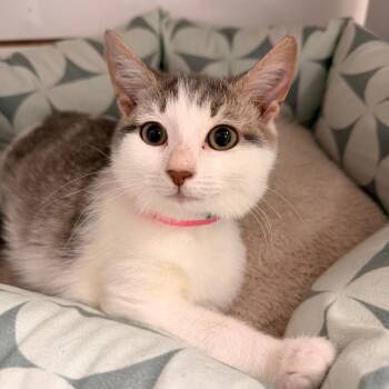 Domestic Short Hair Cats Available for Adoption - Alder | PetCurious