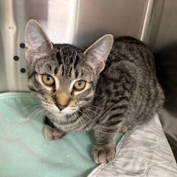 Ola -  Domestic Short Hair Cat for Adoption in Clavet, Saskatchewan - Ola | PetCurious