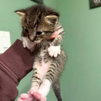 Daisy -  American Shorthair Cat for Adoption in Newberg, Oregon - Daisy | PetCurious