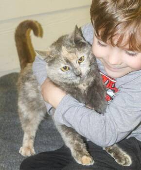 Domestic Short Hair Cats Available for Adoption - Zoey | PetCurious