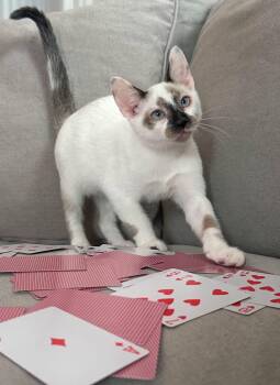 Rescue Snowshoe and Domestic Short Hair Cats for Adoption in Hoyleton, Illinois - ACE | PetCurious