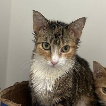 Domestic Short Hair Cats Available for Adoption in Gainesville, Florida - Hermione | PetCurious
