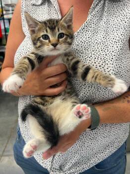 Chase -  Domestic Short Hair Cat for Adoption in Leitchfield, Kentucky - Chase | PetCurious