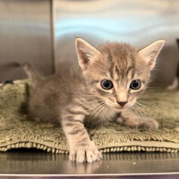 Cobweb -  Domestic Short Hair Cat for Adoption in League City, Texas - Cobweb | PetCurious