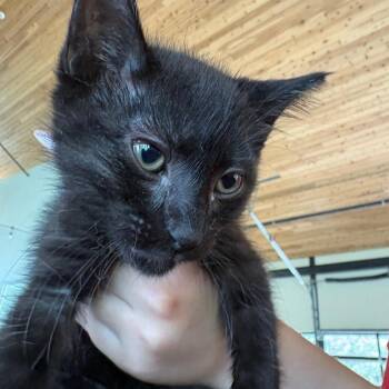 Domestic Short Hair Cats Available for Adoption in Leander, Texas - Poseidon | PetCurious