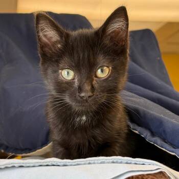 Ciabatta w/ Focaccia -  Domestic Medium Hair and Domestic Short Hair Cat for Adoption in Flagstaff, Arizona - Ciabatta W/ Focaccia | PetCurious