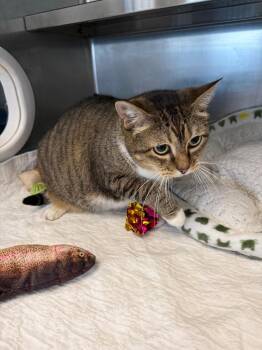 Abby -  Domestic Short Hair Cat for Adoption in Gallatin, Tennessee - Abby | PetCurious