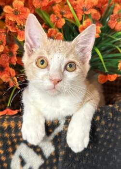 7/27/26 Scarecrow -  Domestic Short Hair Cat for Adoption in Stillwater, Oklahoma - 7/27/26 Scarecrow | PetCurious