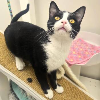 Creme Cookie -  Domestic Short Hair Cat for Adoption in Champaign, Illinois - Creme Cookie | PetCurious